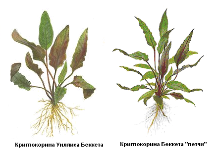 Рис. 4. Разновидности Криптокорины.