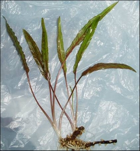 Рис. 4.1. Cryptocoryne cordata.